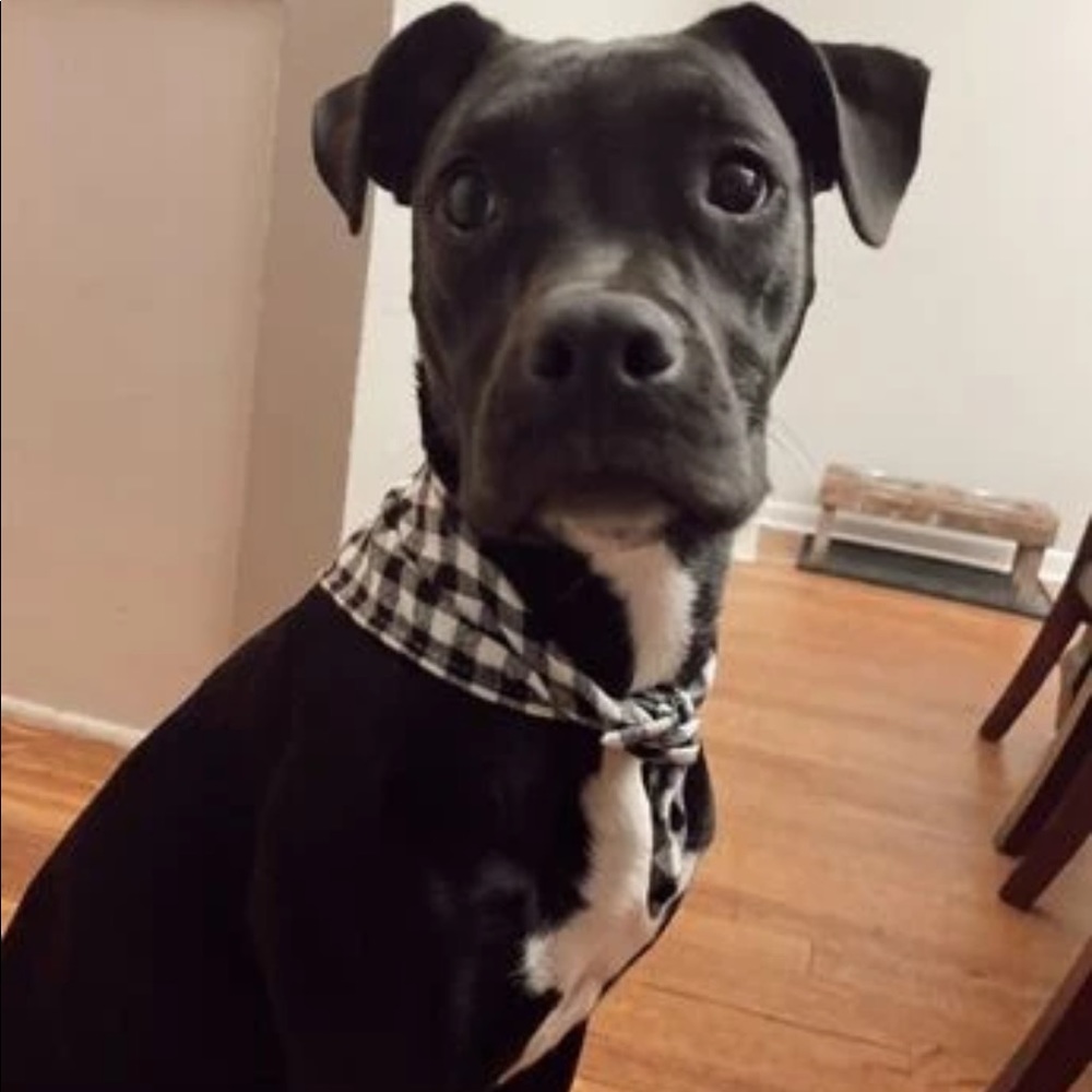 PET BANDANA - Picture 10 of 16